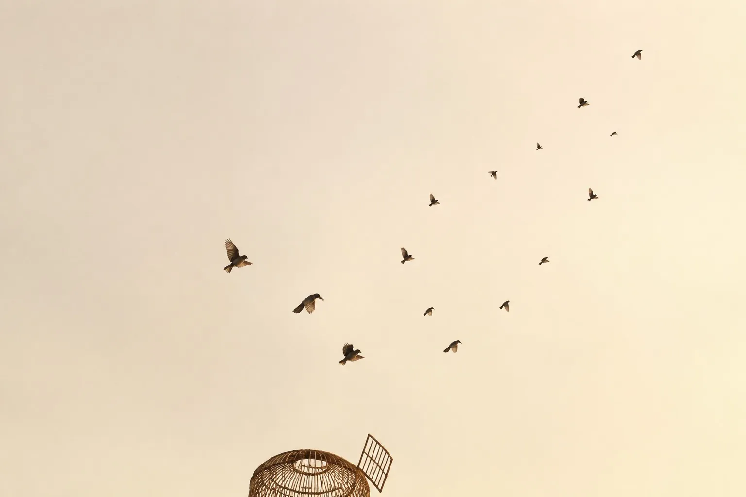 The birds at the market, paid for and let go.